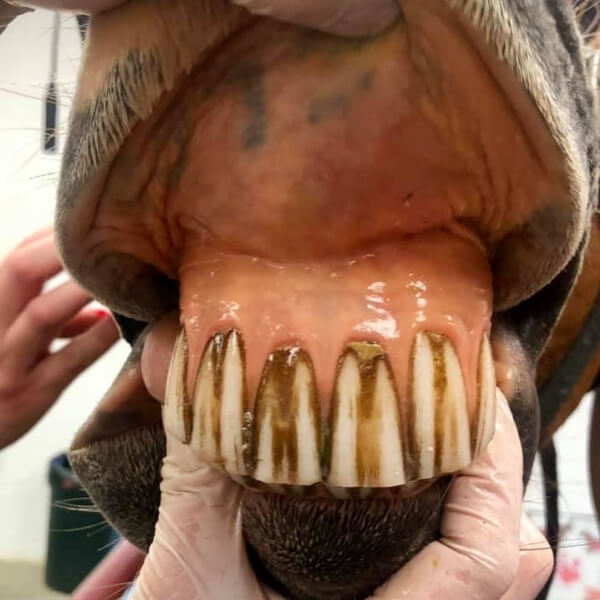 Pet Equine Dentistry In Hewitt Tx 76643 Judd Veterinary Clinic