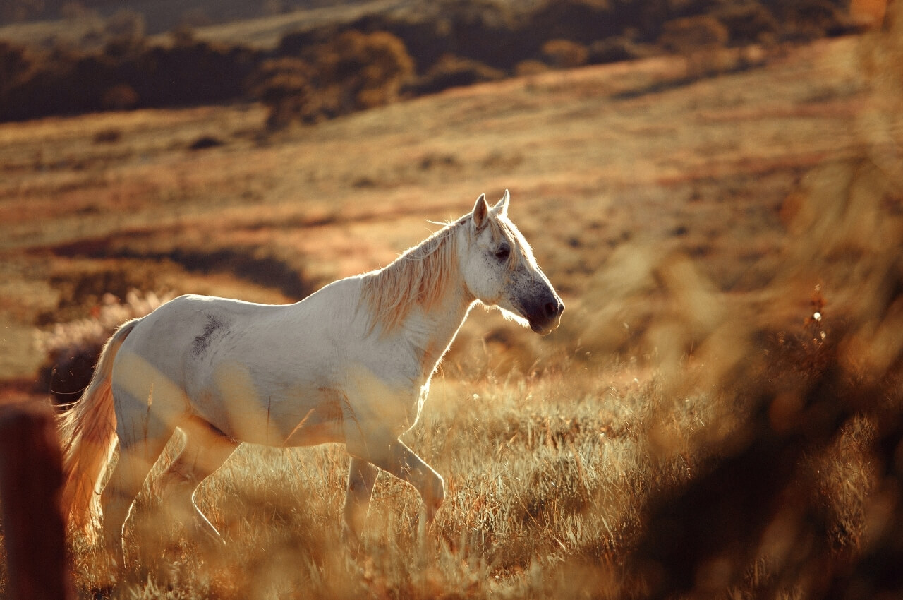 caring-for-older-horses-in-hewitt-tx-76643-judd-veterinary-clinic