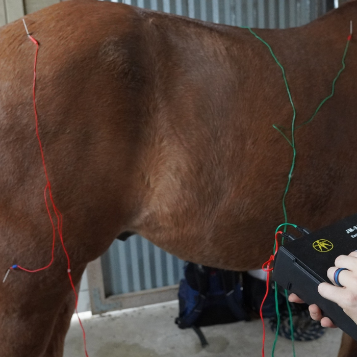 acupuncture on horse