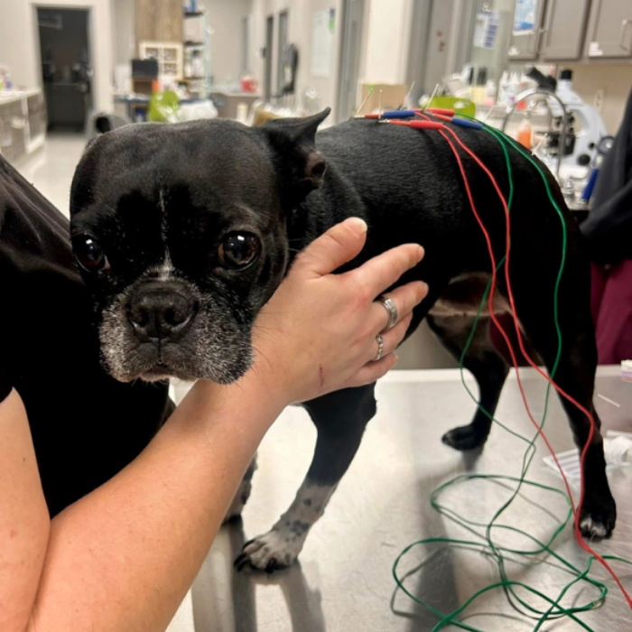 dog acupuncture