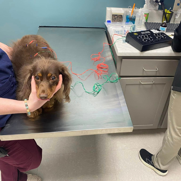 pup acupuncture