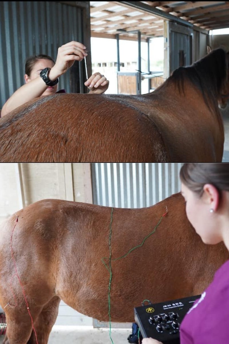 Equine Acupuncture Services img Veterinarian performing equine acupuncture and electrotherapy on brown horse inside barn