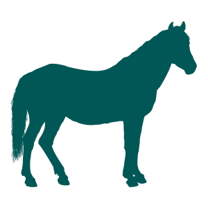 equine-5