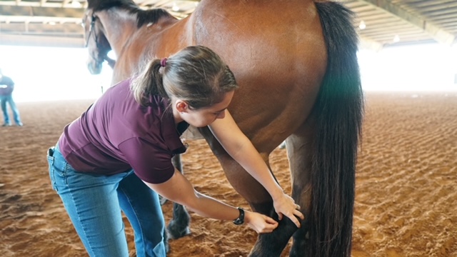 equine acupuncture