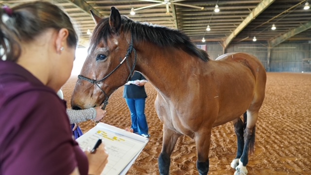 horse acupuncture 2