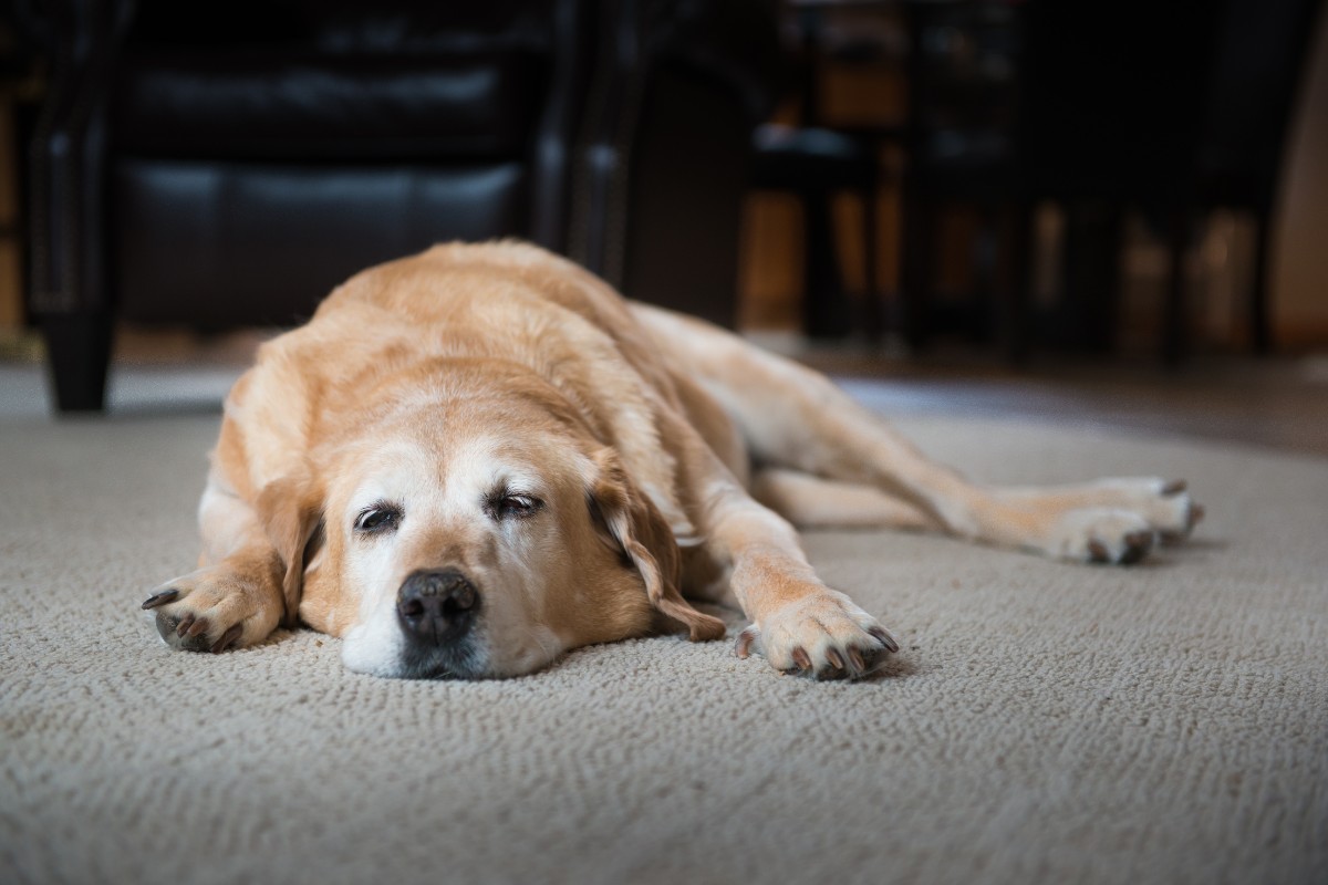 A dog resting on the floor of a cozy living room