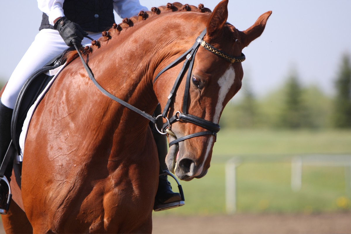 A horse wearing a bridle stands calmly