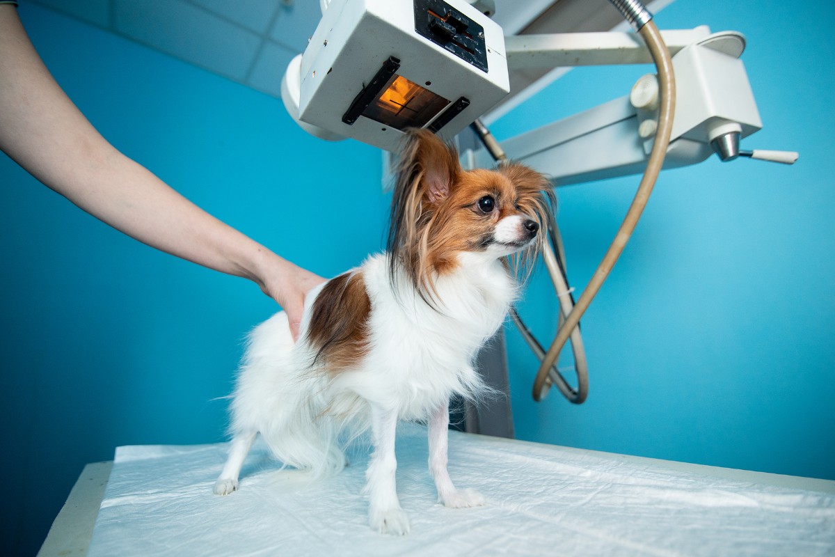 dog stands on the table under the X-ray machine