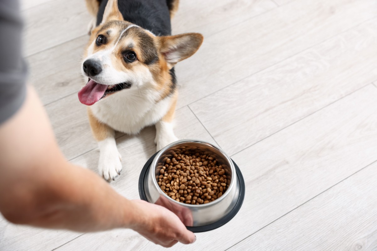 man is feeding his dog from a bowl