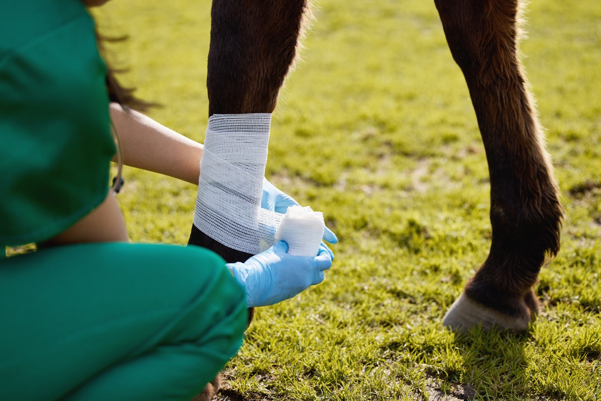 vet applies a bandage to a horse's leg 