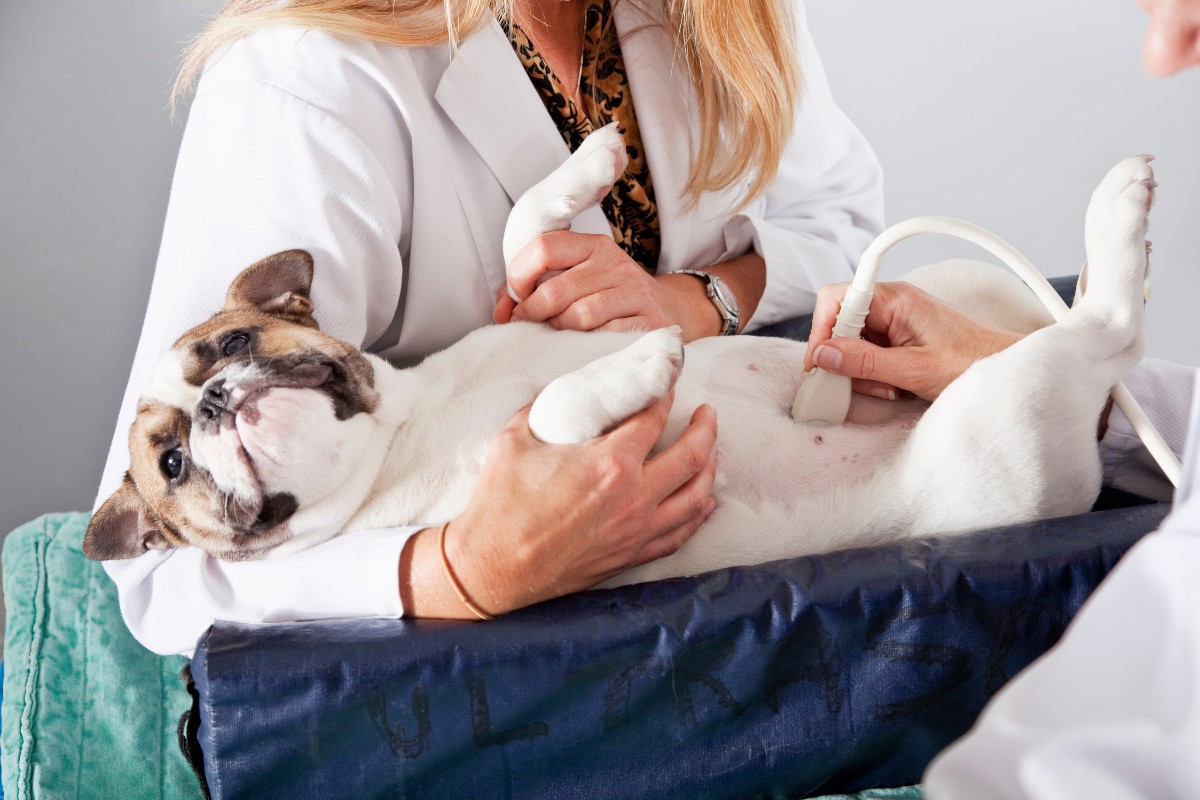 vet doing ultrasound on dog