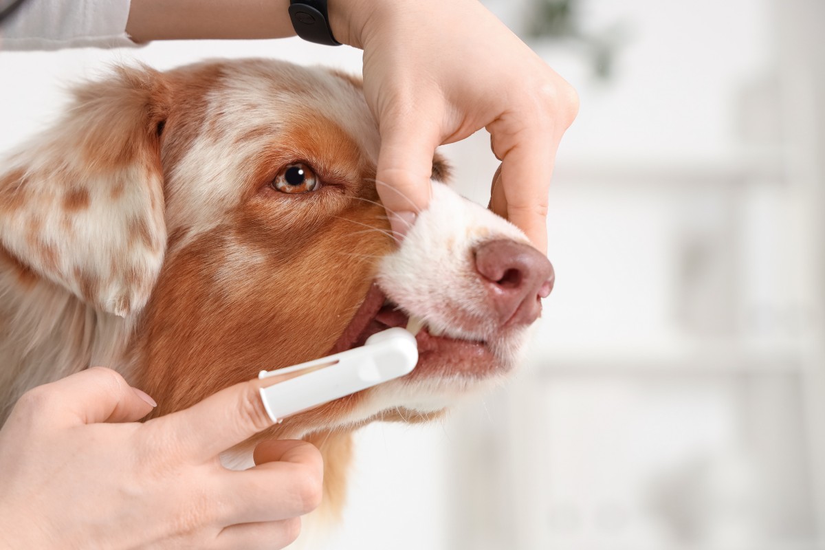 vet gently brushes a dog's teeth with a toothbrush